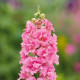 ДабелШот F1 hot pink семена антирринума на срез 50-60 см однол. (Hem Genetics)