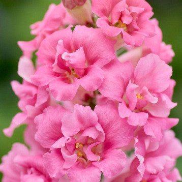 ДабелШот F1 hot pink насіння антирінуму на зріз 50-60 см однорічн. (Hem Genetics)