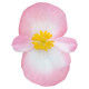 Найтлайф F1 рожевий біколор (rose bicolor) насіння бегонії 20-25см багаторічн. (Benary)