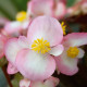 Найтлайф F1 розовый биколор (rose bicolor) семена бегонии 20-25см многол. (Benary)