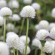 Гомфрена біла (white) насіння 60см (W.Legutko)