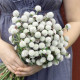 Гомфрена белая (white) семена 60см (W.Legutko)