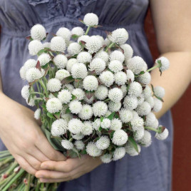 Гомфрена белая (white) семена 60см (W.Legutko)