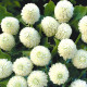 Гомфрена белая (white) семена 60см (W.Legutko)