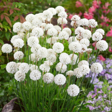 Утренняя звезда белая (white) семена армерии многол. (Benary)
