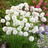 Утренняя звезда белая (white) семена армерии многол. (Benary)