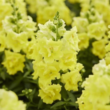 Твинни F1 lemon семена антирринума карликового однол. (Hem Genetics)