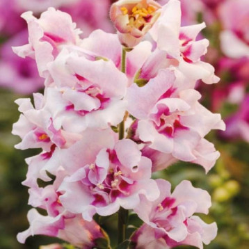 Твінні F1 orchid насіння антирринуму карликового однорічн. (Hem Genetics)