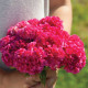 Чіф rose насіння гребенчастої целозії (Sakata)