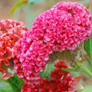 Чіф rose насіння гребенчастої целозії (Sakata)