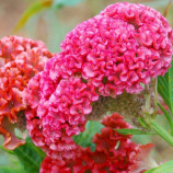  Чіф rose насіння гребенчастої целозії (Sakata) 