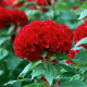 Чіф red насіння целозії гребінчастої (Sakata)