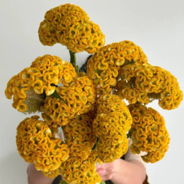 Чіф gold насіння целозії гребінчастої (Sakata)