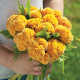 Чіф gold насіння целозії гребінчастої (Sakata)