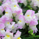Снеппі F1 lavender blush насіння антирринуму карликового однорічн. (Hem Genetics)