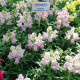 Снеппі F1 lavender blush насіння антирринуму карликового однорічн. (Hem Genetics)