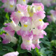 Снеппі F1 lavender blush насіння антирринуму карликового однорічн. (Hem Genetics)