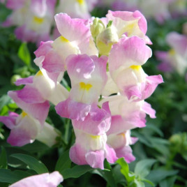 Снеппи F1 lavender blush семена антирринума карликового однол. (Hem Genetics)