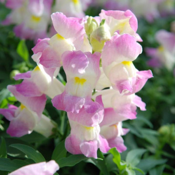 Снеппі F1 lavender blush насіння антирринуму карликового однорічн. (Hem Genetics)