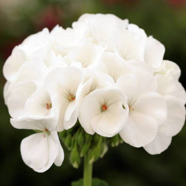 Дансер F2 біла (white) насіння пеларгонії 30-35см (Floranova)