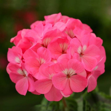 Дансер F2 темно-рожева (deep rose) насіння пеларгонії 30-35см (Floranova)