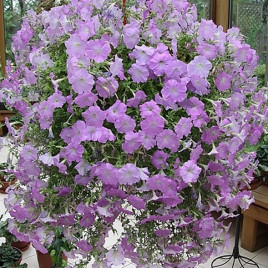 Опера Суприм F1 lavander семена петунии ампельной (Takii Seeds)