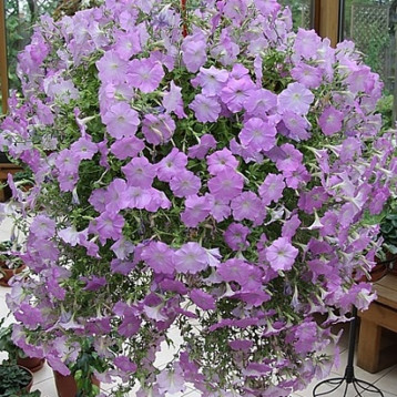 Опера Суприм F1 lavander семена петунии ампельной (Takii Seeds)