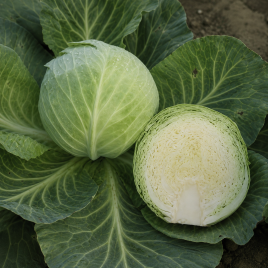 Цукрова голова насіння капусти б/к поздней 140-150 дн 35-45 кг (GL Seeds)