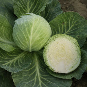 Цукрова голова насіння капусти б/к поздней 140-150 дн 35-45 кг (GL Seeds)