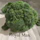 Роял Макс F1 (Royal Max F1) семена капусты брокколи ранней 65-67 дн. 0,5-0,8 кг (Emerald seeds)