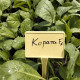 Кората F1 насіння капусти б/г ранньої 55-62 дн. 1,3-1,7 кг окр. (Leda Agro)