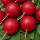 Клария семена редиса (Satimex)