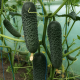 Огірок Георг F1