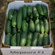 Меренга F1 семена огурца партенокарп. (Seminis)