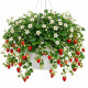 Пендула насіння полуниці ампельної (W.Legutko)