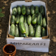 Мирабелл F1 (Mirabelle F1) семена огурца корнишона партенокарп. раннего 40-45 дн. 12-14 см (Seminis)