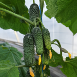 КС 45 F1 насіння огірка корнішону партенокарп. раннього 10-12 см (Kitano Seeds)
