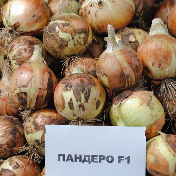 Лук Пандеро F1