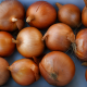 Империос F1 семена лука репчатого (Lark Seeds)
