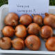 Империос F1 семена лука репчатого (Lark Seeds)