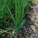 Грин Баннер семена лука на перо (Seminis)