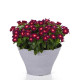 Тату F1 boysenberry семена катарантуса 25-36см (Pan American)