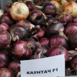 Каунтач F1 семена лука репчатого красного (Nunhems)