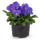 Пенни Про F1 blue семена виолы корнутой (Syngenta)