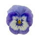 Пенни Про F1 blue marina семена виолы корнутой (Syngenta)
