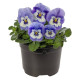 Пенни Про F1 blue marina семена виолы корнутой (Syngenta)