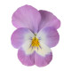 Пенни Про F1 pink with face семена виолы корнутой (Syngenta)