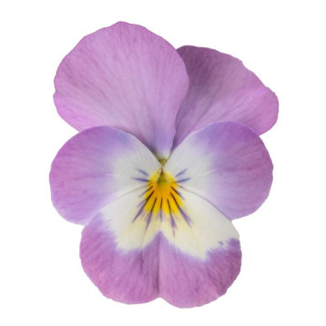 Пенни Про F1 pink with face семена виолы корнутой (Syngenta)