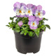 Пенні Про F1 pink with face насіння віоли корнутої (Syngenta)