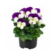 Пенни Про F1 white with purple wing семена виолы корнутой (Syngenta)